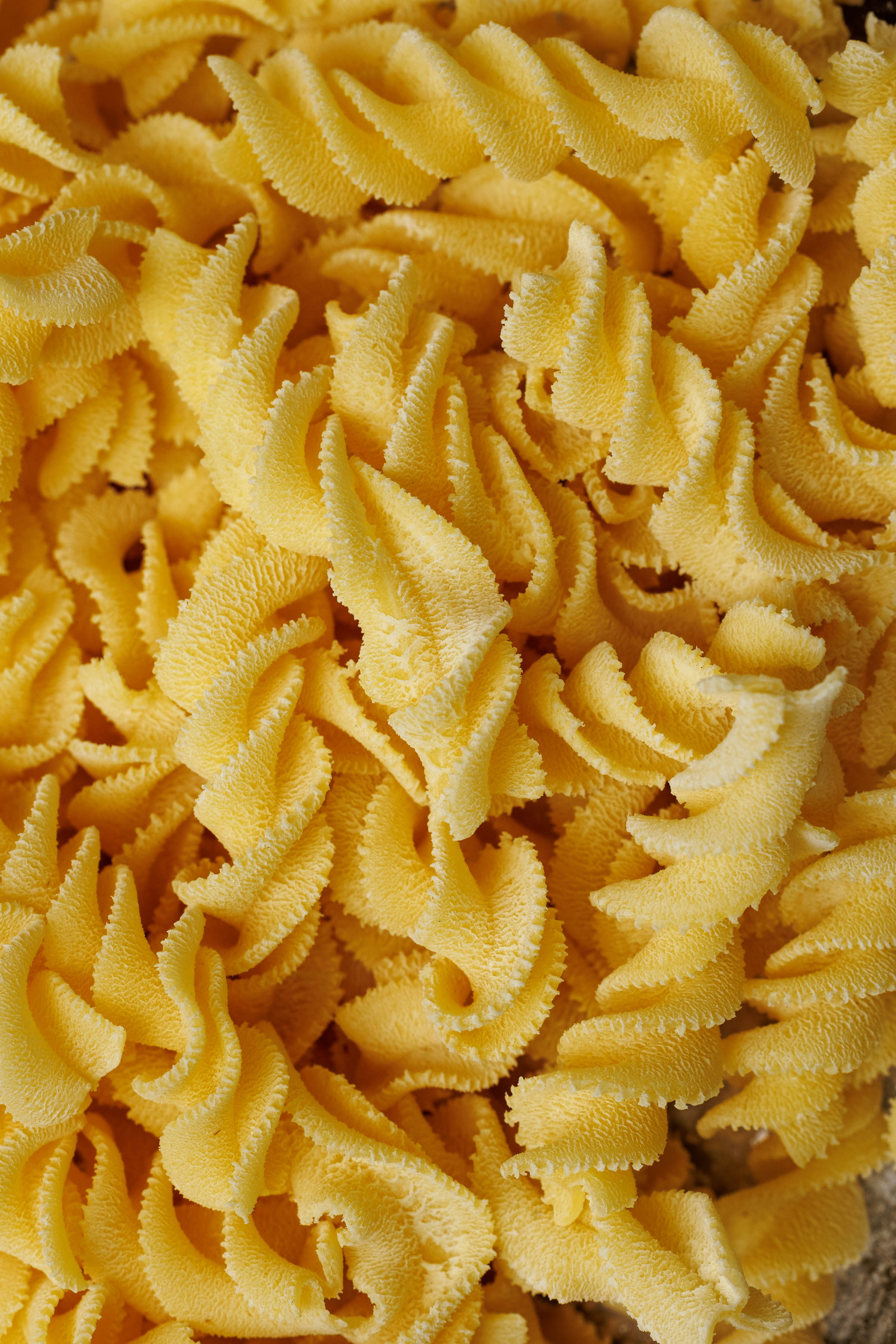 Паста фреско Fusilli